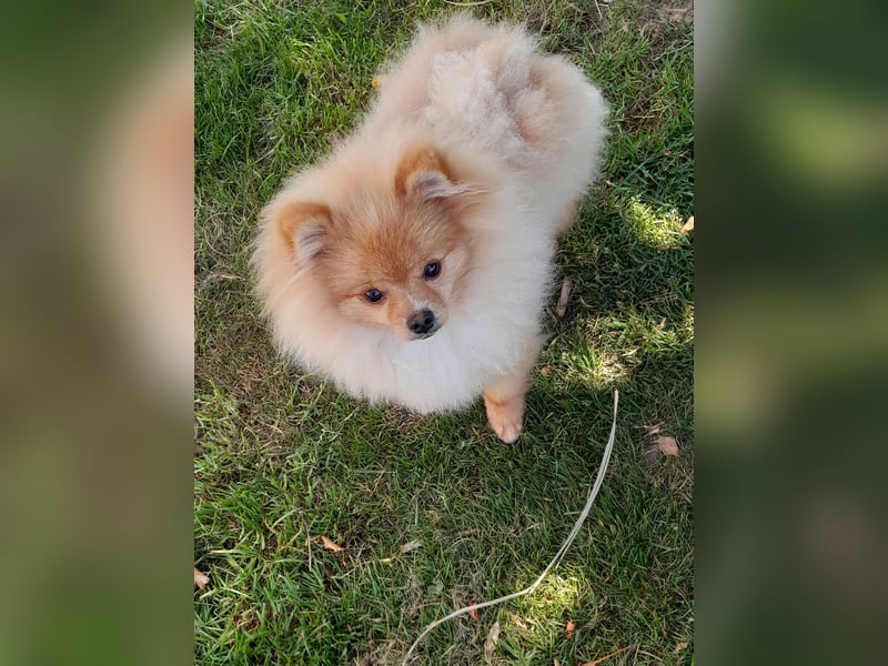 Pomeranian Zwergspitz mit Ahnentafel