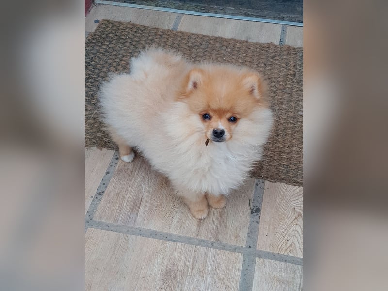 Pomeranian Zwergspitz mit Ahnentafel