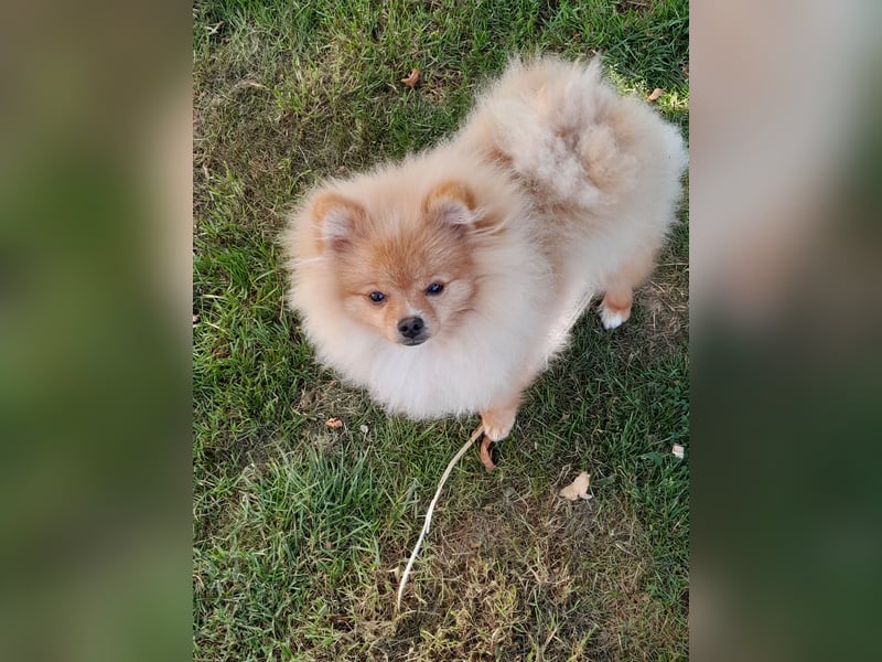Pomeranian Zwergspitz mit Ahnentafel