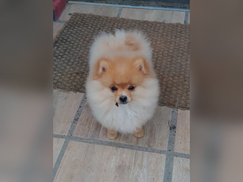 Pomeranian Zwergspitz mit Ahnentafel