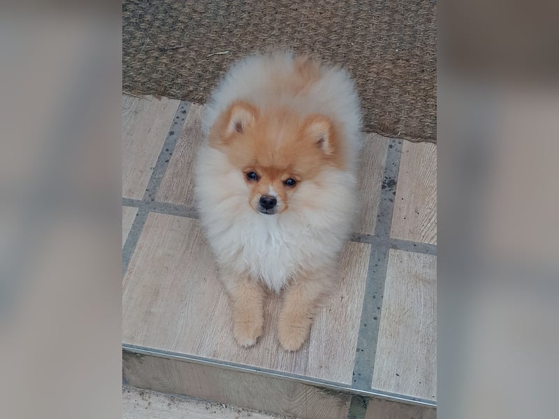 Pomeranian Zwergspitz mit Ahnentafel