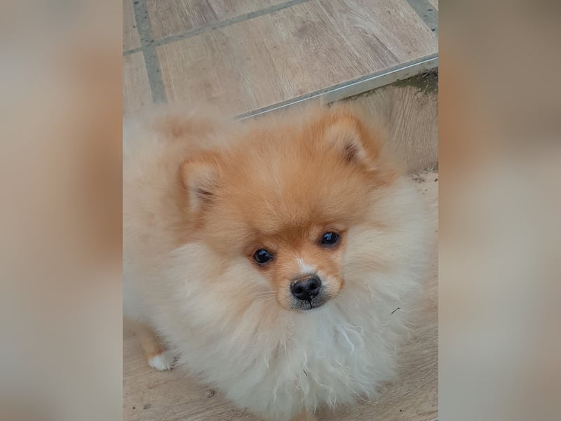 Pomeranian Zwergspitz mit Ahnentafel