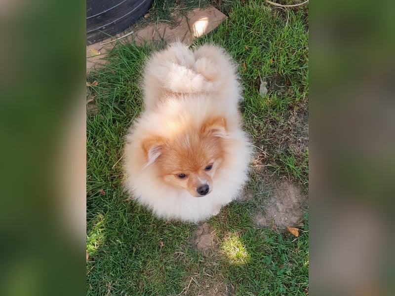Pomeranian Zwergspitz mit Ahnentafel