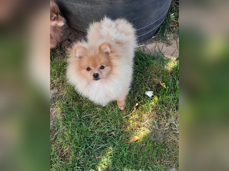 Pomeranian Zwergspitz mit Ahnentafel