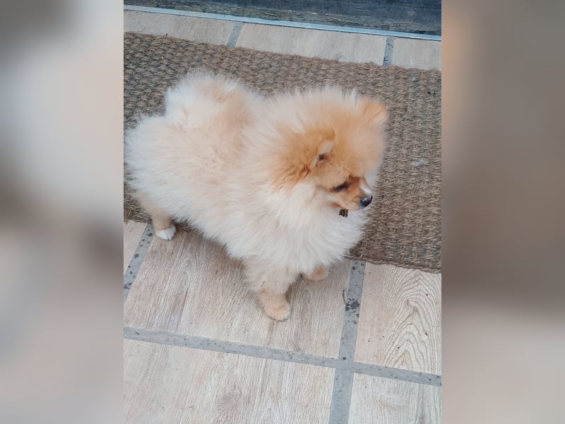 Pomeranian Zwergspitz mit Ahnentafel