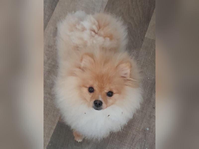 Pomeranian Zwergspitz mit Ahnentafel