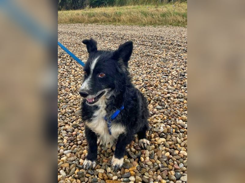 Elvis ist ein fröhlicher kleiner Kerl