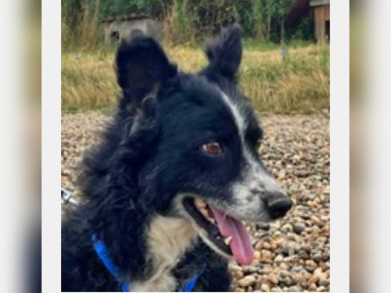 Elvis ist ein fröhlicher kleiner Kerl