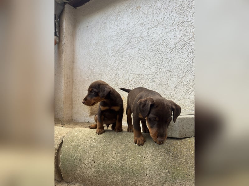C-Wurf vom Höfflerfeld – Deutsche Jagdterrier