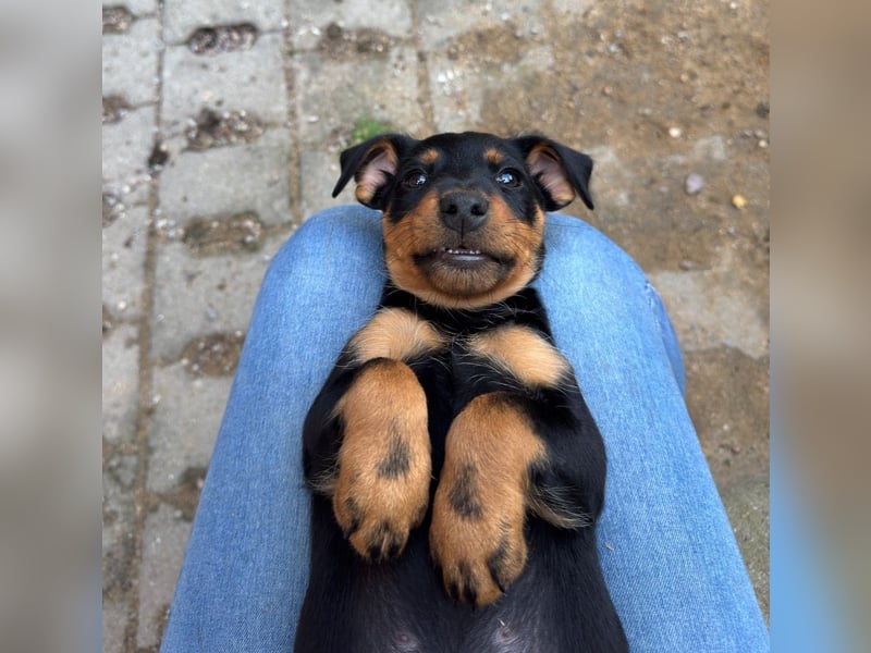 C-Wurf vom Höfflerfeld – Deutsche Jagdterrier