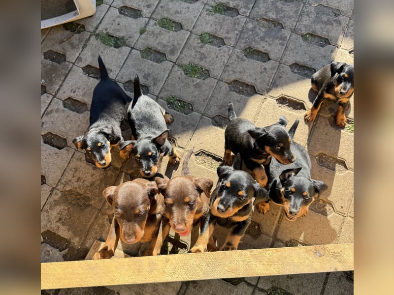 C-Wurf vom Höfflerfeld – Deutsche Jagdterrier