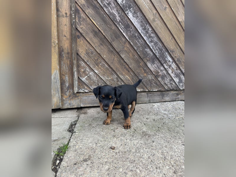 C-Wurf vom Höfflerfeld- Deutscher Jagdterrier