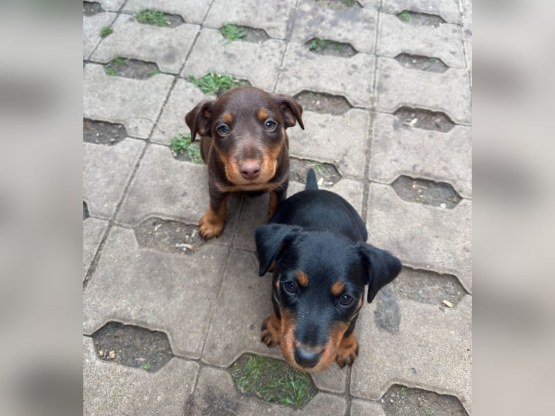 C-Wurf vom Höfflerfeld – Deutsche Jagdterrier