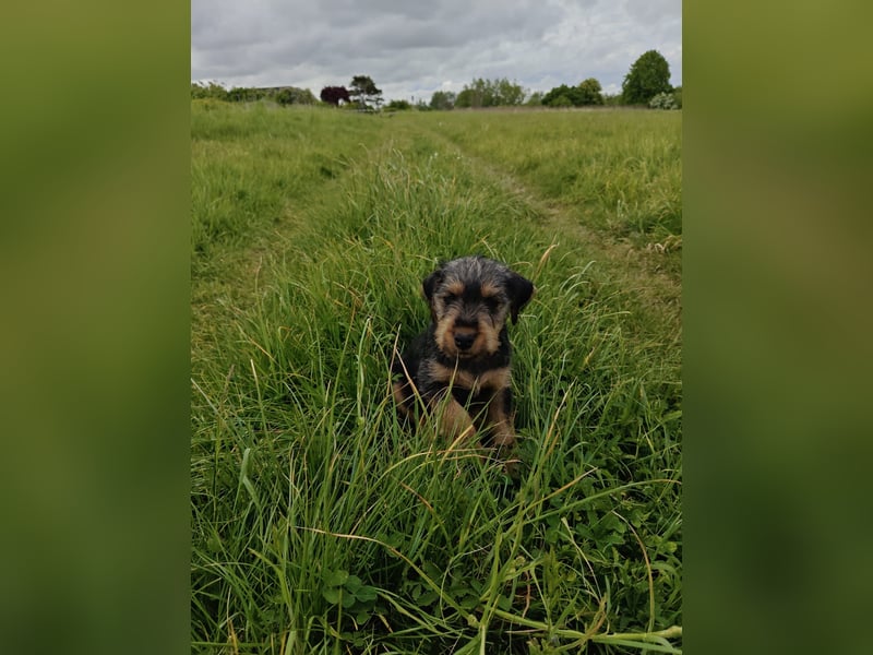 Deutsche Jagdterrier von den Warnowniederungen