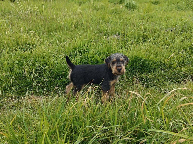 Deutsche Jagdterrier von den Warnowniederungen