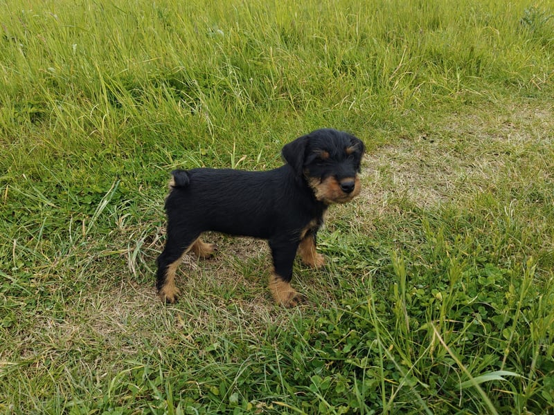 Deutsche Jagdterrier von den Warnowniederungen