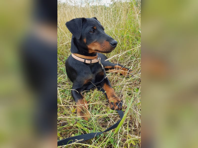 Deutsche Jagdterrier von den Warnowniederungen