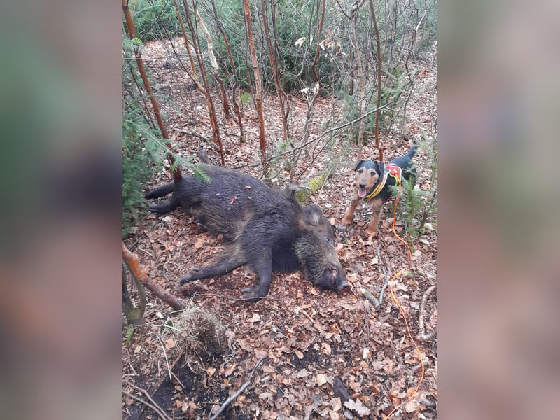 Deutsche Jagdterrier von den Warnowniederungen