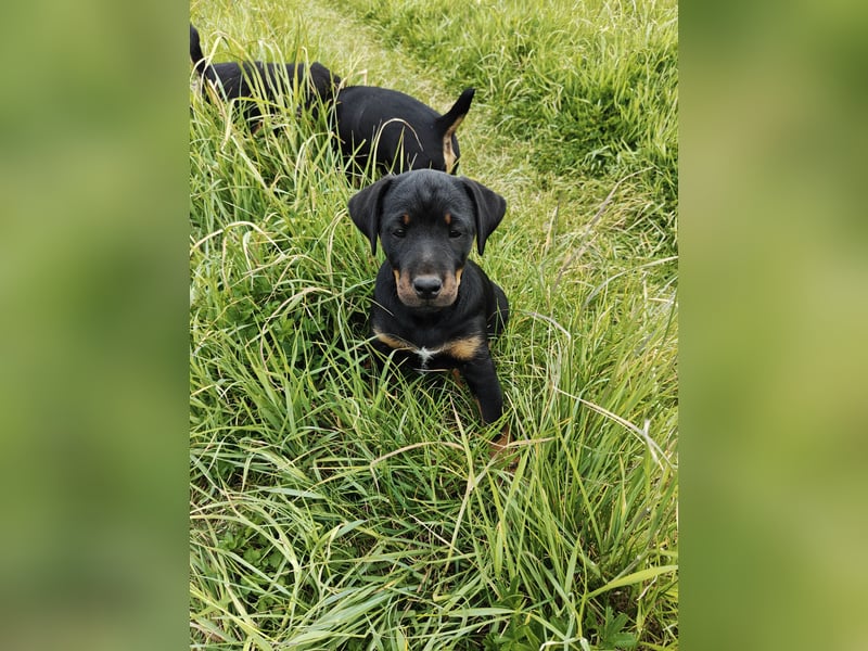 Deutsche Jagdterrier von den Warnowniederungen