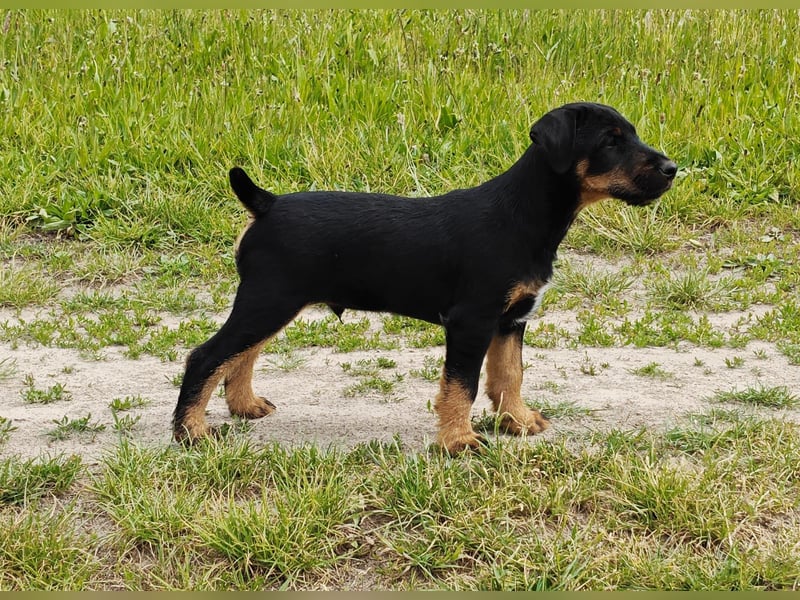 Deutsche Jagdterrier von den Warnowniederungen