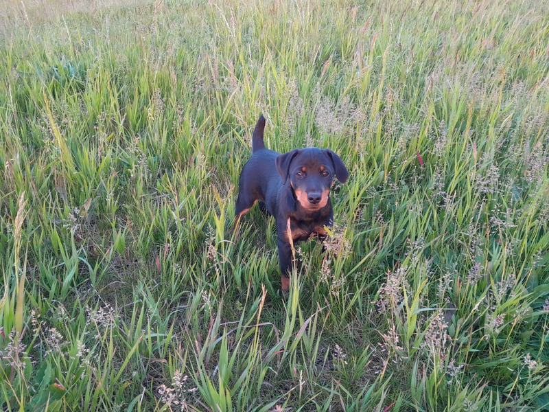 Deutsche Jagdterrier von den Warnowniederungen