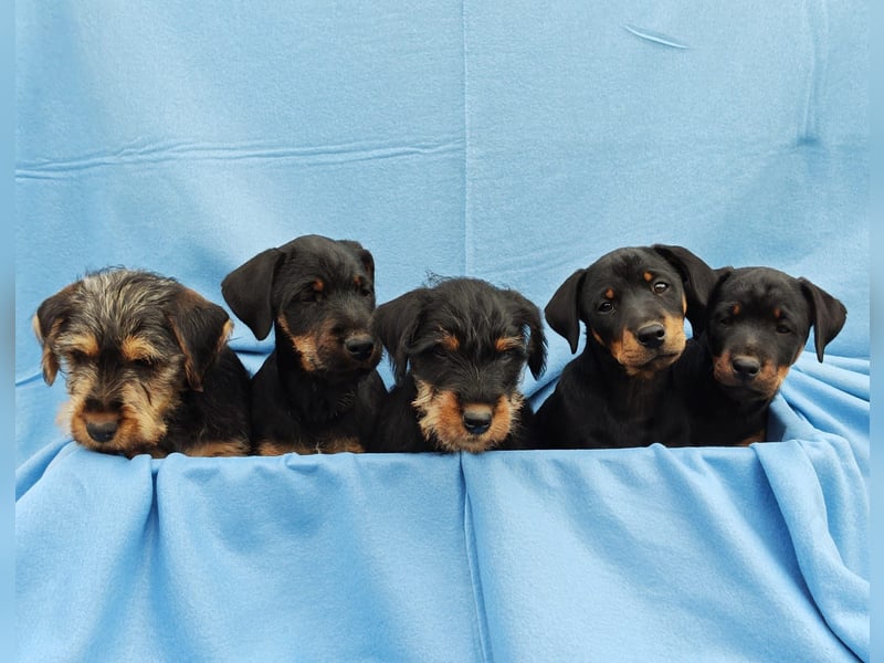 Deutsche Jagdterrier von den Warnowniederungen