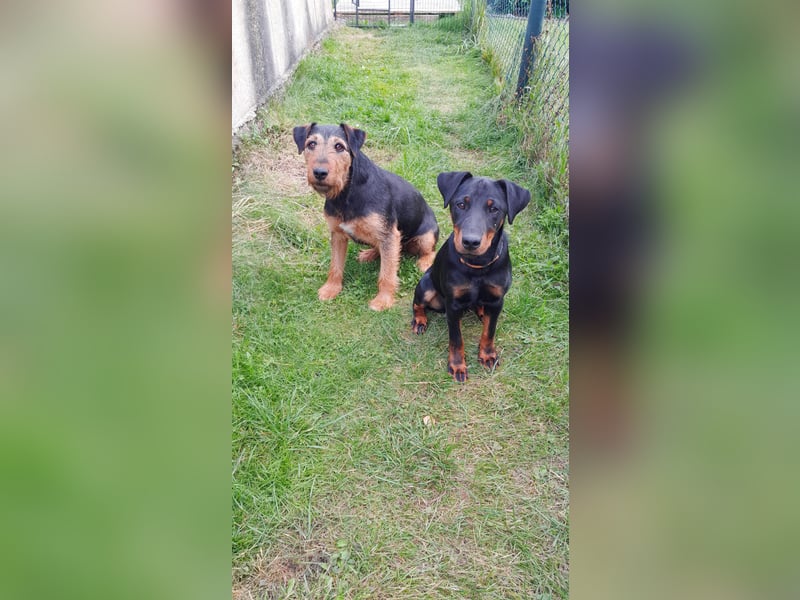 Deutsche Jagdterrier von den Warnowniederungen