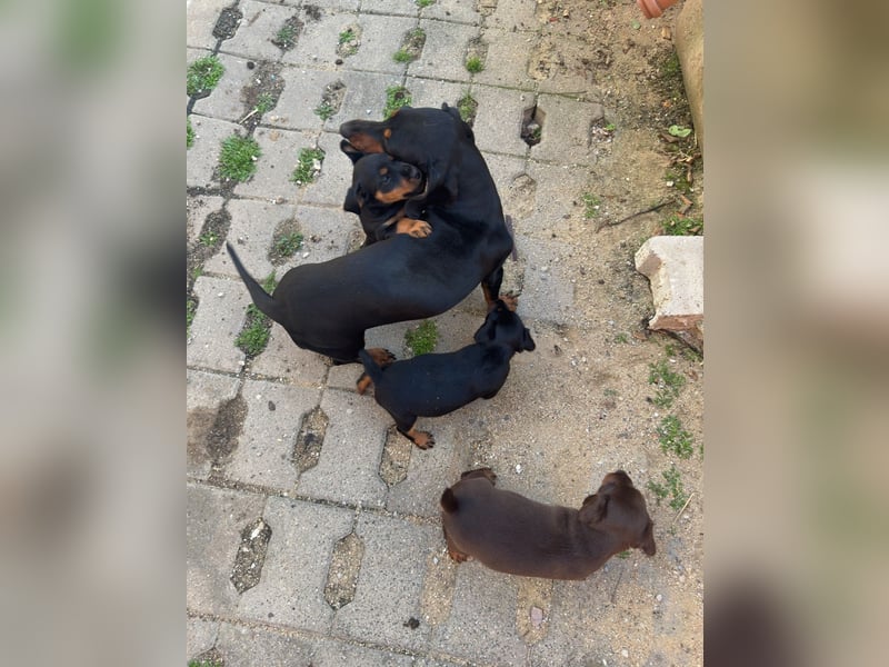 C-Wurf vom Höfflerfeld – Deutsche Jagdterrier