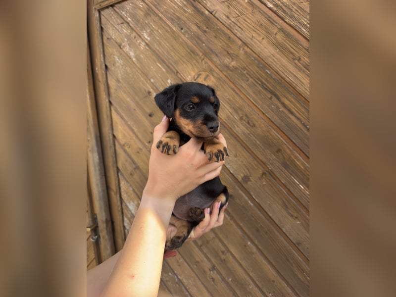 C-Wurf vom Höfflerfeld – Deutsche Jagdterrier