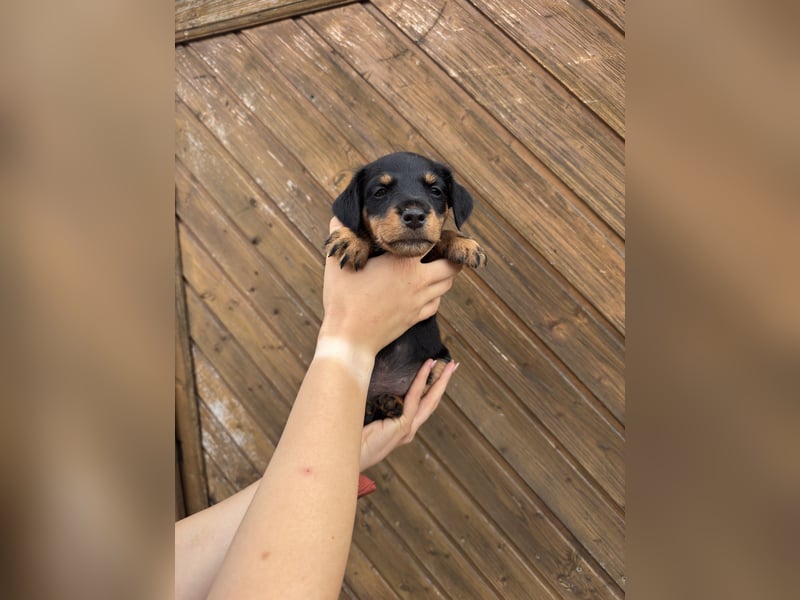 C-Wurf vom Höfflerfeld – Deutsche Jagdterrier