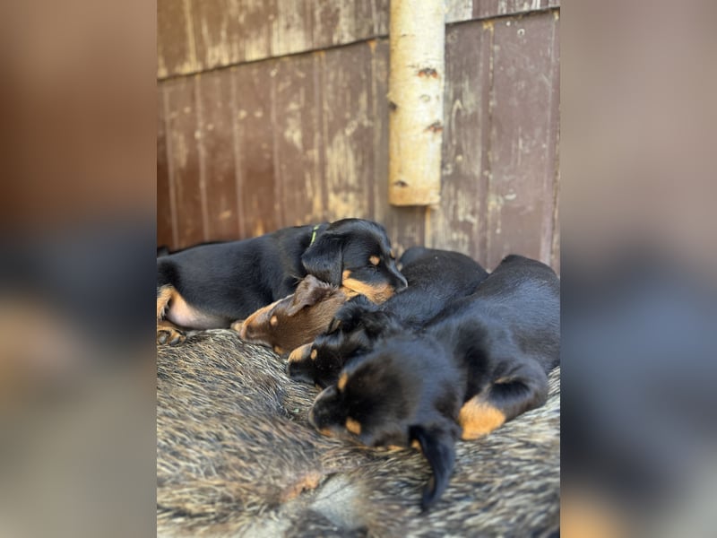 C-Wurf vom Höfflerfeld – Deutsche Jagdterrier