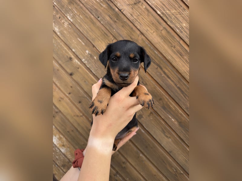 C-Wurf vom Höfflerfeld – Deutsche Jagdterrier