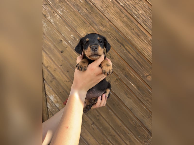 C-Wurf vom Höfflerfeld – Deutsche Jagdterrier