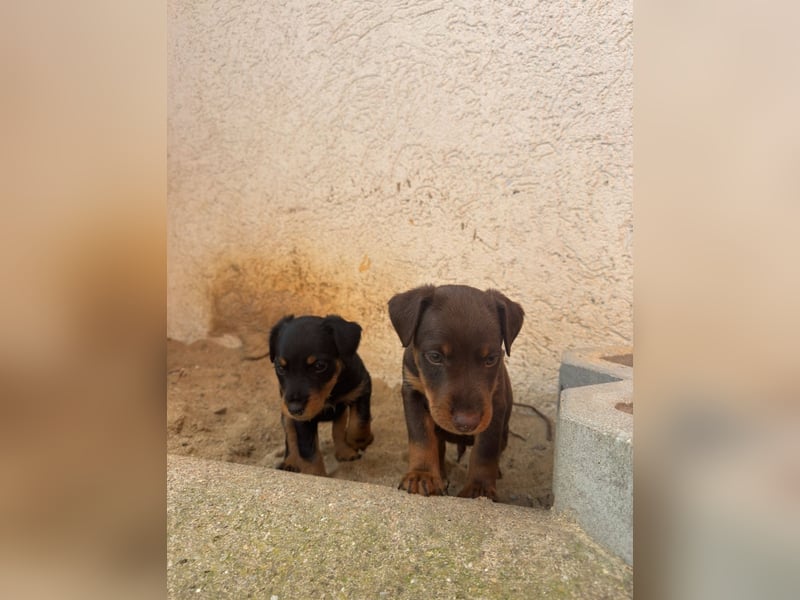 C-Wurf vom Höfflerfeld – Deutsche Jagdterrier