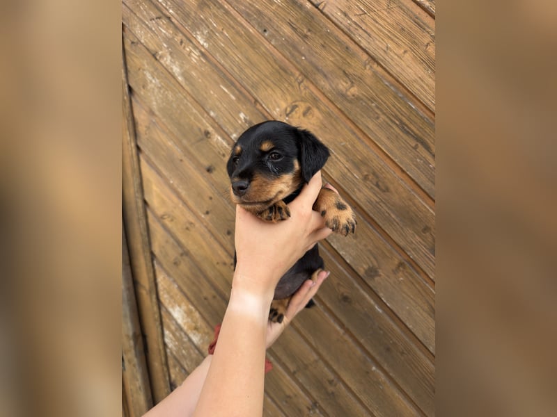 C-Wurf vom Höfflerfeld – Deutsche Jagdterrier