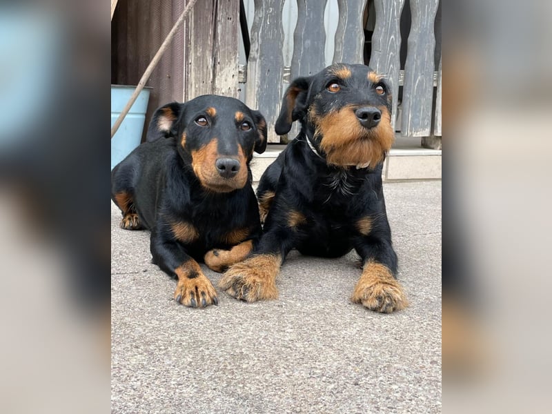 C-Wurf vom Höfflerfeld – Deutsche Jagdterrier
