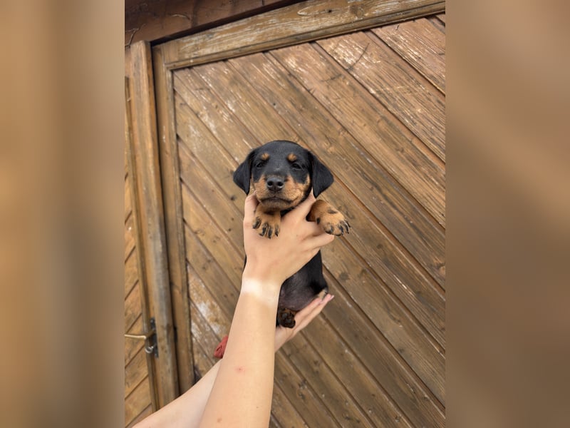 C-Wurf vom Höfflerfeld – Deutsche Jagdterrier