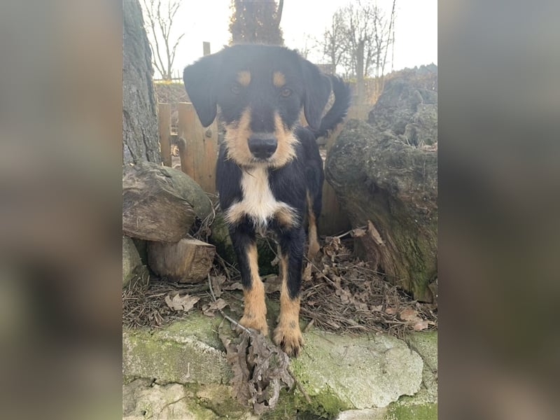 Eva - DJT Deutsche jagdterrier Mix