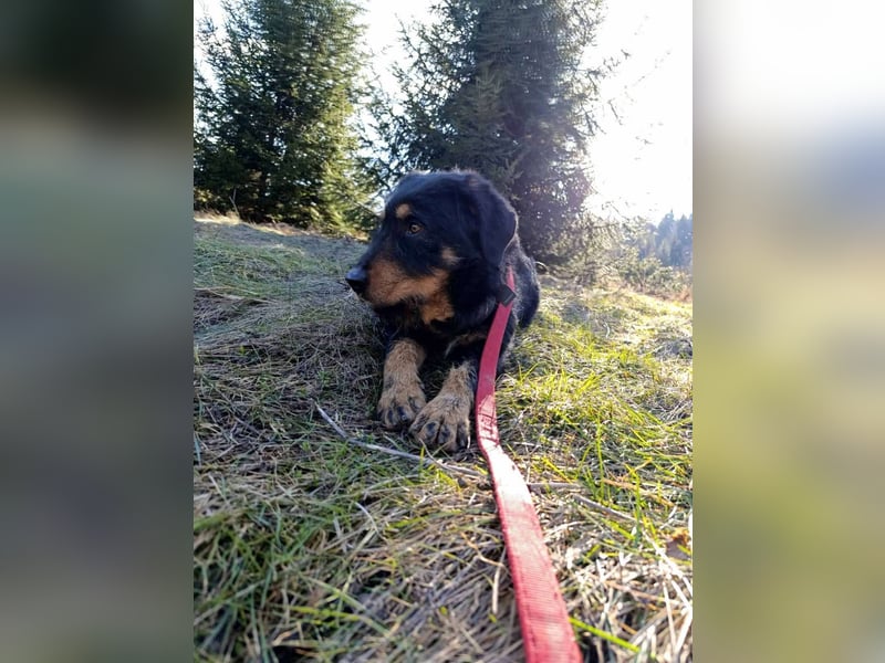 Emma  - Jagdterrier