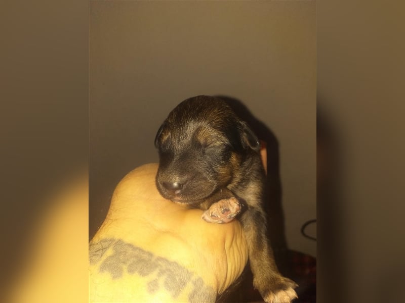 Eva - DJT Deutsche jagdterrier Mix
