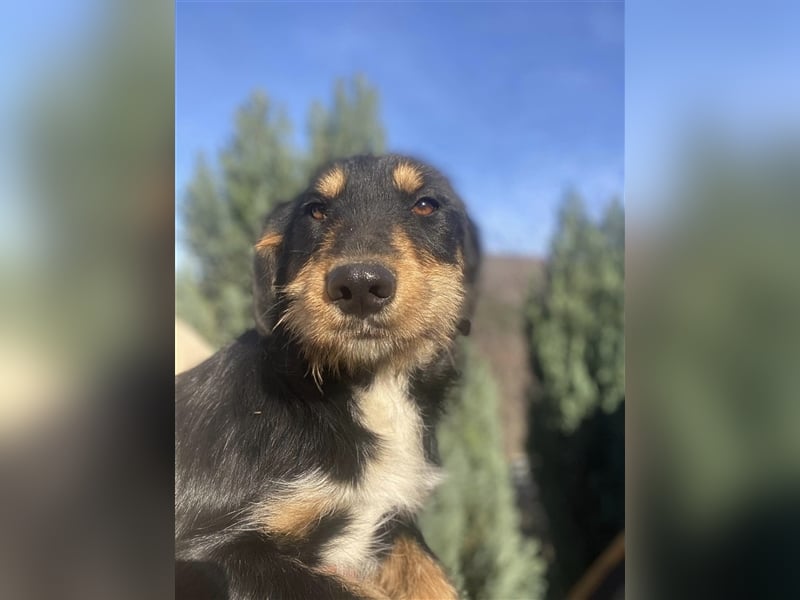 Eva - DJT Deutsche jagdterrier Mix