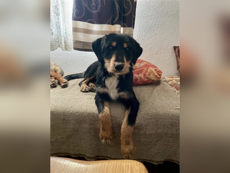 Eva - DJT Deutsche jagdterrier Mix