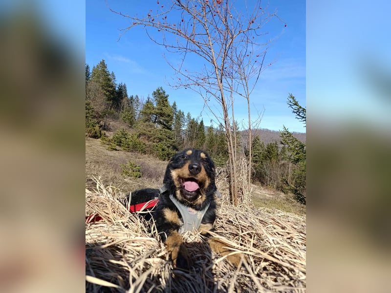 Emma  - Jagdterrier