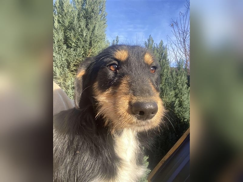 Eva - DJT Deutsche jagdterrier Mix