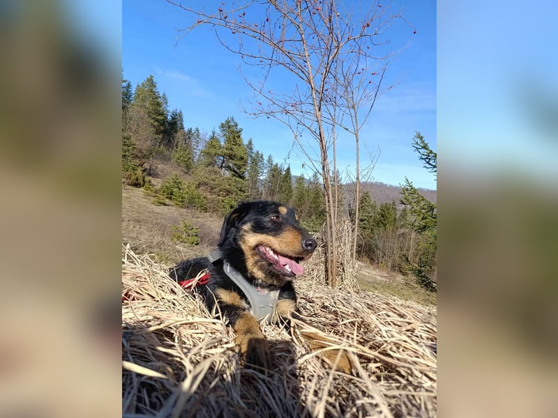 Emma  - Jagdterrier