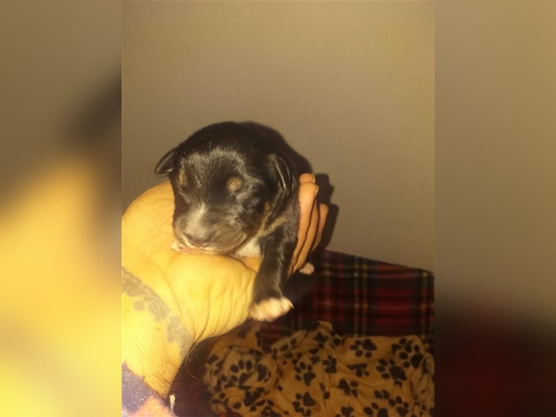 Eva - DJT Deutsche jagdterrier Mix