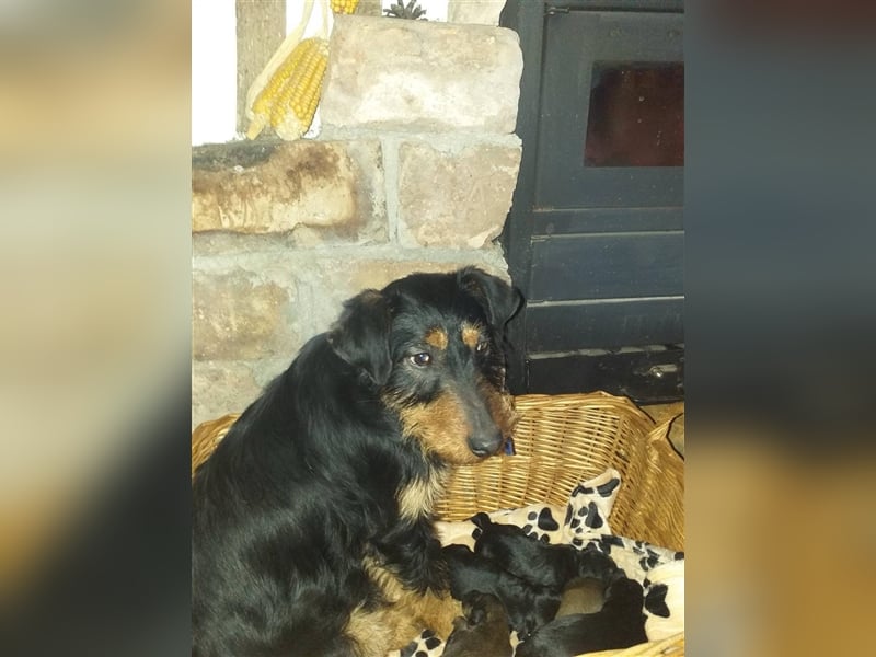 Eva - DJT Deutsche jagdterrier Mix