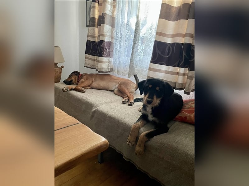 Eva - DJT Deutsche jagdterrier Mix
