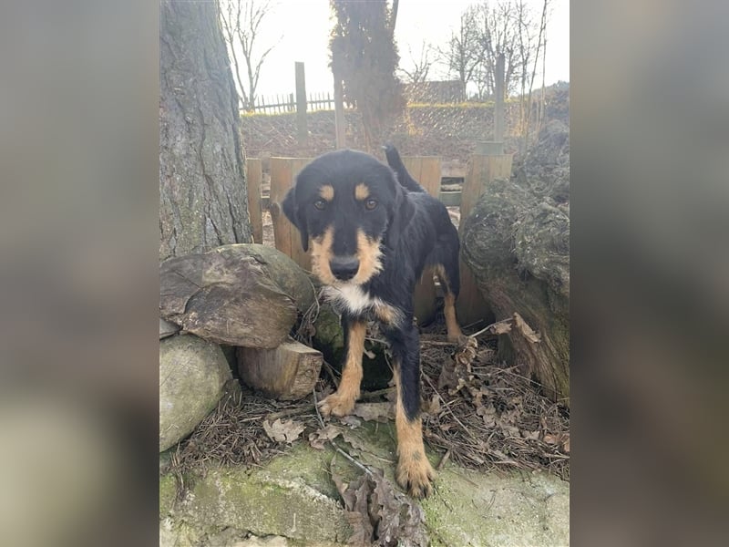 Eva - DJT Deutsche jagdterrier Mix