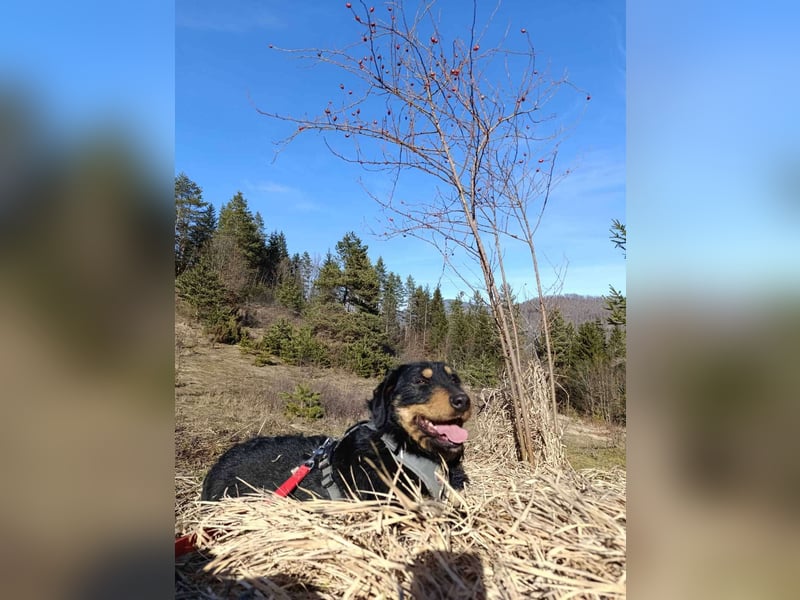 Emma  - Jagdterrier
